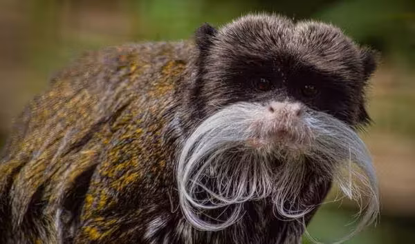 Charente-Maritime : deux bébés tamarins empereurs volés au zoo de La Palmyre, leur survie en danger