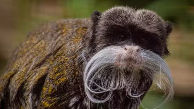 Charente-Maritime : deux bébés tamarins empereurs volés au zoo de La Palmyre, leur survie en danger