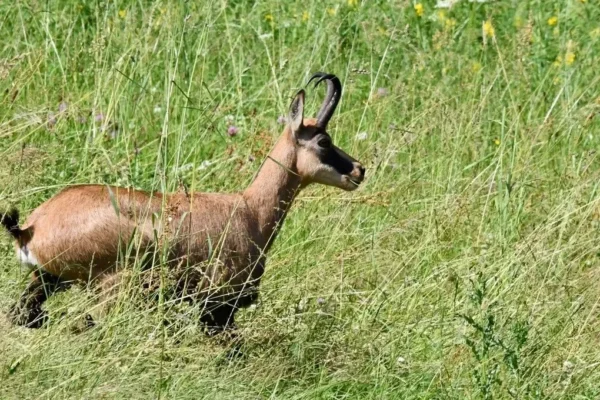 Doubs : l&rsquo;Aspas s&rsquo;oppose au projet d&rsquo;abattage de 330 chamois et réclame la fin de la chasse de loisir — photo