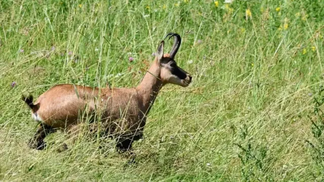 Doubs : l'Aspas s'oppose au projet d'abattage de 330 chamois et réclame la fin de la chasse de loisir
