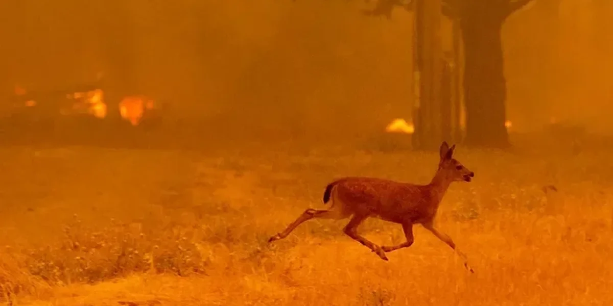 Après les incendies, la faune de Fontainebleau au cœur d’une vaste mobilisation