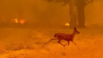 Après les incendies, la faune de Fontainebleau au cœur d’une vaste mobilisation