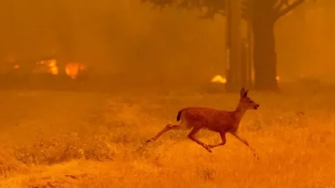 Après les incendies, la faune de Fontainebleau au cœur d’une vaste mobilisation