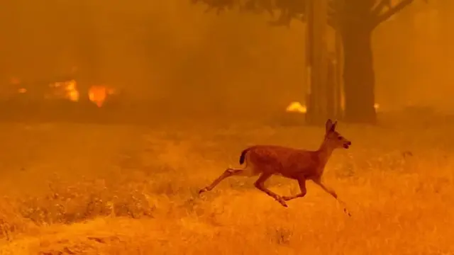 Après les incendies, la faune de Fontainebleau au cœur d’une vaste mobilisation