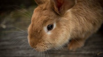 Les abandons de lapins explosent chaque été : les refuges tirent la sonnette d'alarme