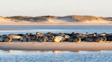 Saint-Pierre-et-Miquelon : le Grand Barachois, un trésor naturel au cœur de Miquelon-Langlade