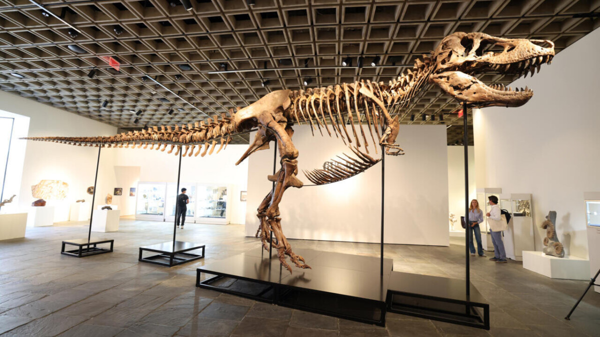 Un T-Rex de grande taille présenté avant une vente majeure chez Sotheby’s