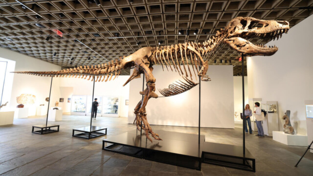 Un T-Rex de grande taille présenté avant une vente majeure chez Sotheby’s Un T-Rex de grande taille présenté avant une vente majeure chez Sotheby’s