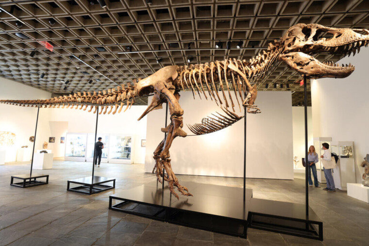Un T-Rex de grande taille présenté avant une vente majeure chez Sotheby’s