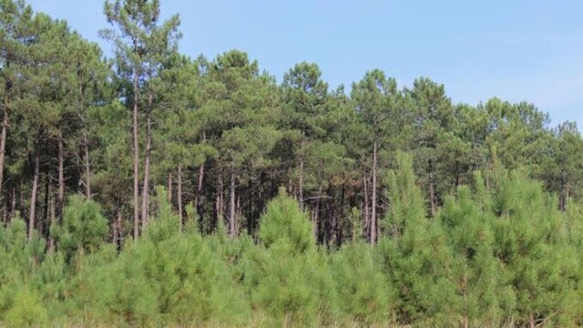 Un nouveau foyer de nématode du pin détecté dans les Pyrénées-Atlantiques