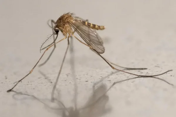 Un premier cas autochtone de virus du Nil occidental détecté en France en 2026