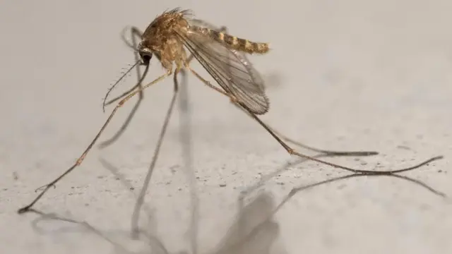 Un premier cas autochtone de virus du Nil occidental détecté en France en 2026