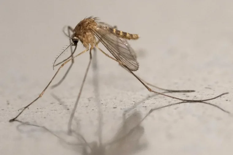 Un premier cas autochtone de virus du Nil occidental détecté en France en 2026