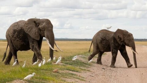 Au Kenya, quinze éléphants morts dans un parc national, le cyanure suspecté