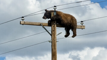 Insolite - Un ours coincé à 10 mètres de hauteur sur un poteau électrique
