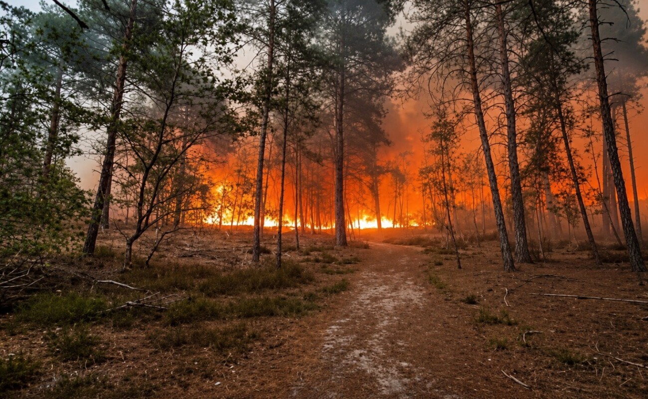 Incendies À Fontainebleau : Deux Hommes De 18 Et 20 Ans Arrêtés, L'Un Avec Un Briquet Et Les Mains Couvertes De Suie