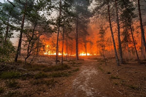 Incendies à Fontainebleau : deux hommes de 18 et 20 ans arrêtés, l'un avec un briquet et les mains couvertes de suie