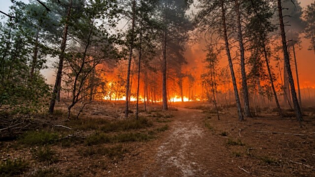 Incendies à Fontainebleau : deux hommes de 18 et 20 ans arrêtés, l'un avec un briquet et les mains couvertes de suie Incendies à Fontainebleau : deux hommes de 18 et 20 ans arrêtés, l'un avec un briquet et les mains couvertes de suie