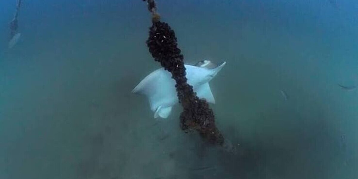 Dans le golfe de Trieste, des raies géantes menacent les élevages de moules