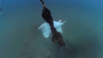 Dans le golfe de Trieste, des raies géantes menacent les élevages de moules