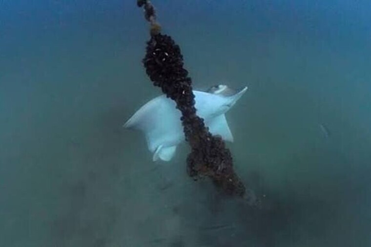 Dans le golfe de Trieste, des raies géantes menacent les élevages de moules