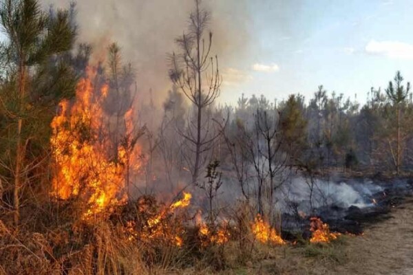Deux fondations lancent des appels aux dons après les incendies de forêts
