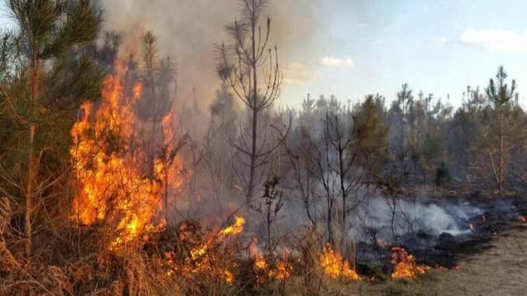 Deux fondations lancent des appels aux dons après les incendies de forêts