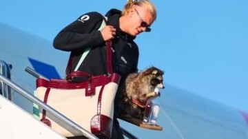 Haaland rentre en Norvège avec un raton laveur empaillé tenant du whisky