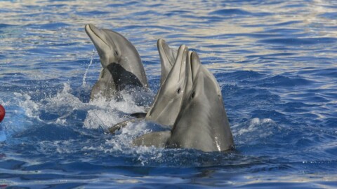 Huit dauphins du Marineland d'Antibes transférés en Espagne