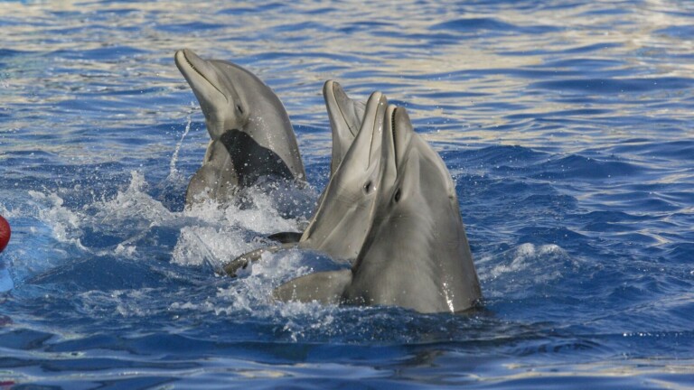 Huit dauphins du Marineland d'Antibes transférés en Espagne