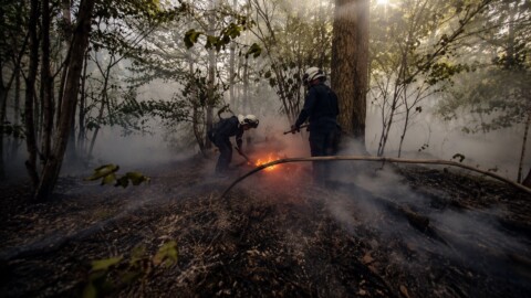 Incendie en forêt de Meudon : 2 000 m² de végétation détruits