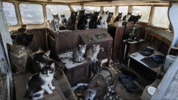 Insolite - Un bateau dérive sans équipage au large de Tacoma : la police découvre 30 chats à bord