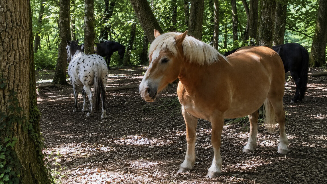 Aveyron : une adolescente de 12 ans meurt après l’emballement de trois chevaux, le centre équestre fermé pour non-conformité