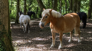 Aveyron : une adolescente de 12 ans meurt après l’emballement de trois chevaux, le centre équestre fermé pour non-conformité