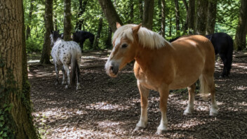 Aveyron : une adolescente de 12 ans meurt après l’emballement de trois chevaux, le centre équestre fermé pour non-conformité