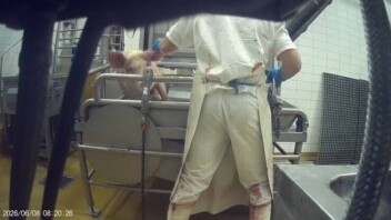 Animaux découpés vivants et cochons frappés : L214 porte plainte contre l’abattoir de Perpignan