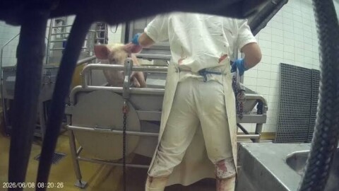 Animaux découpés vivants et cochons frappés : L214 porte plainte contre l’abattoir de Perpignan