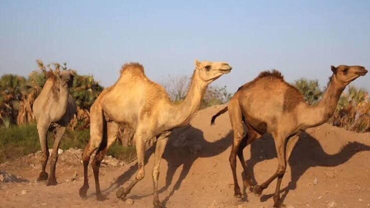 Australie : les dromadaires sauvages deviennent une nouvelle ressource pour les éleveurs