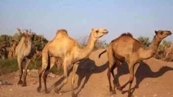 Australie : les dromadaires sauvages deviennent une nouvelle ressource pour les éleveurs