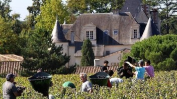 Avec la canicule, les vendanges sont très en avance en France