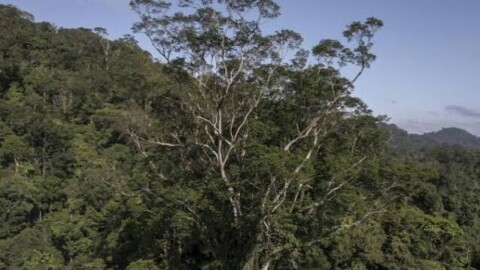 Ces arbres ultra-résistants pourraient accélérer la renaissance de l’Amazonie