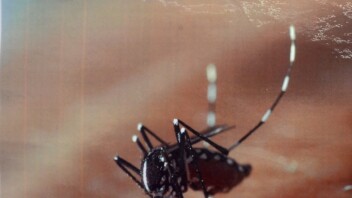 Chikungunya, dengue, virus du Nil occidental : près de 70 contaminations locales en France