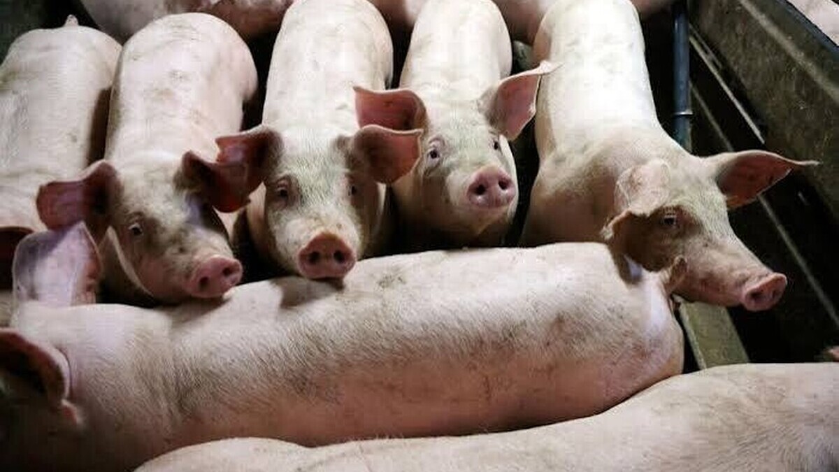 Côtes-d'Armor: è stata aperta un'inchiesta in seguito al presunto ritrovamento di oltre 300 carcasse di suini.