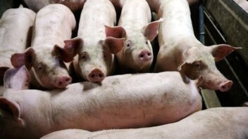 Côtes-d'Armor: è stata aperta un'inchiesta in seguito al presunto ritrovamento di oltre 300 carcasse di suini.