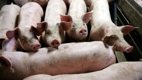 Côtes-d’Armor : une enquête ouverte après la découverte présumée de plus de 300 cadavres de cochons