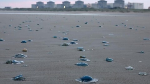 Gravelines : une nouvelle invasion de méduses contraint EDF à arrêter un réacteur