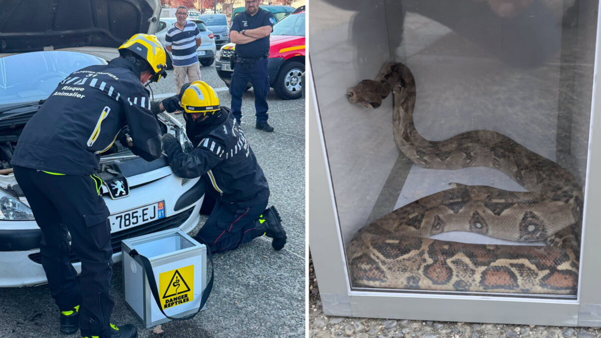 Haute-Garonne : deux boas retrouvés en pleine ville en seulement trois jours