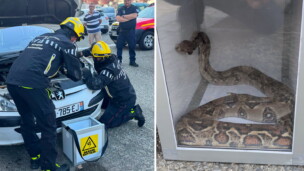 Haute-Garonne : deux boas retrouvés en pleine ville en seulement trois jours