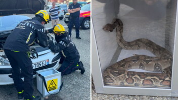 Haute-Garonne : deux boas retrouvés en pleine ville en seulement trois jours