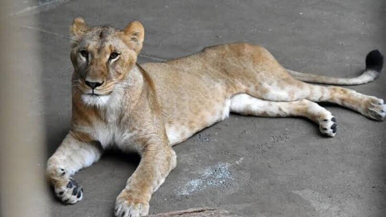 Au Japon, trois lionnes meurent d'un possible coup de chaleur